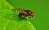 Drosophila sp.